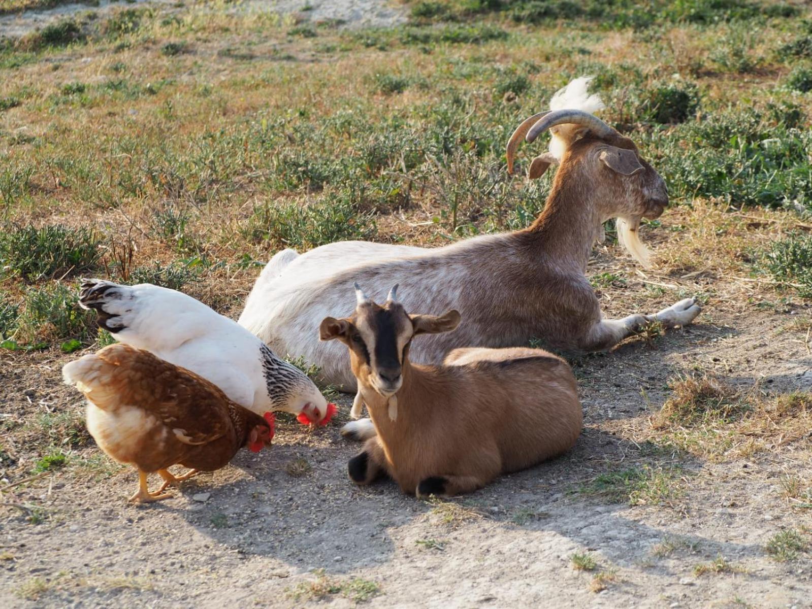 Agriturismo Il Castellaro Sassoferrato エクステリア 写真