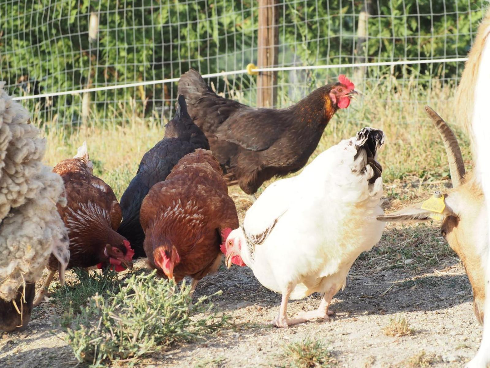 Agriturismo Il Castellaro Sassoferrato エクステリア 写真